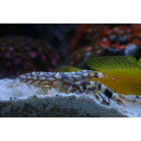 Alpheus bellulus Krewetka pistoletowa