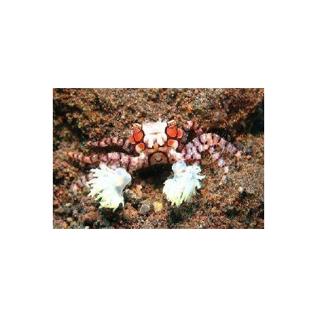 Lybia sp. Krab Pom Pom