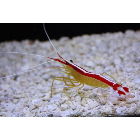 LYSMATA AMBOINENSIS