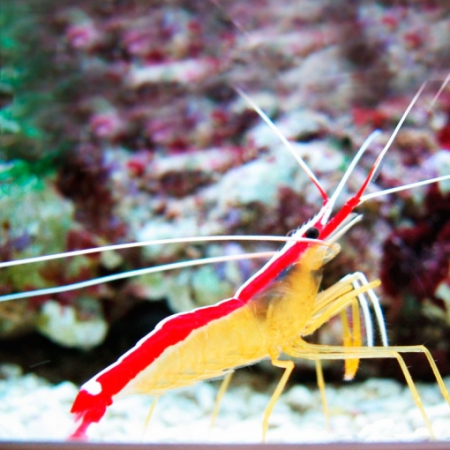 LYSMATA AMBOINENSIS