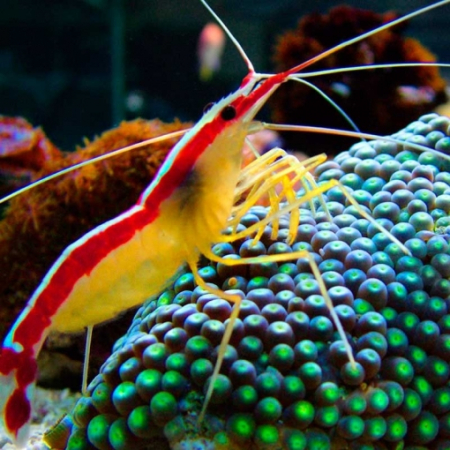 LYSMATA AMBOINENSIS