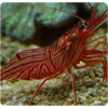 Lysmata wurdemanni