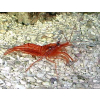 Lysmata wurdemanni