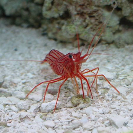 Lysmata wurdemanni