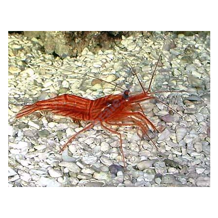 Lysmata wurdemanni