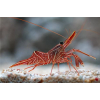 RHYNCHOCINETES DURBANENSIS  Krewetki Tańczące