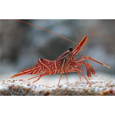 RHYNCHOCINETES DURBANENSIS  Krewetki Tańczące