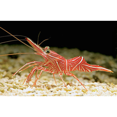 RHYNCHOCINETES DURBANENSIS  Krewetki Tańczące