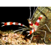 STENOPUS HISPIDUS  Krewetka boksująca