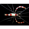 STENOPUS HISPIDUS  Krewetka boksująca