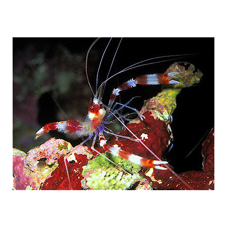 STENOPUS HISPIDUS  Krewetka boksująca