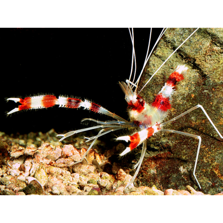STENOPUS HISPIDUS  Krewetka boksująca