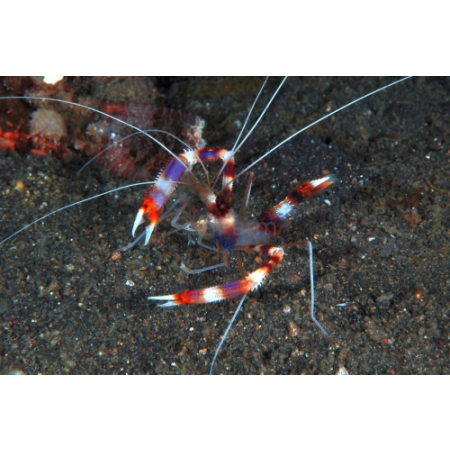 STENOPUS HISPIDUS  Krewetka boksująca