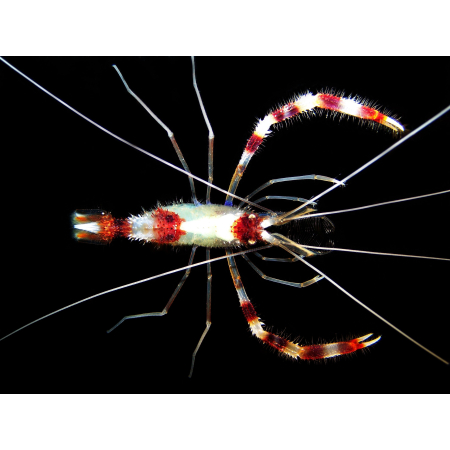 STENOPUS HISPIDUS  Krewetka boksująca
