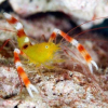 Stenopus zanzibaricus Krewetka boksująca