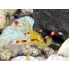 Stenopus zanzibaricus Krewetka boksująca