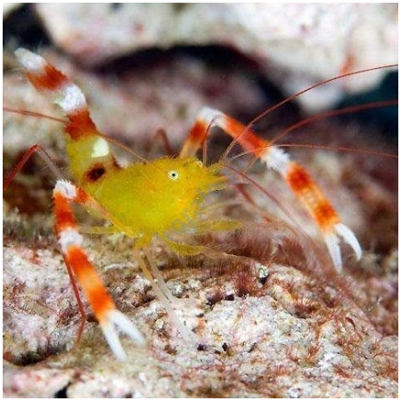 Stenopus zanzibaricus Krewetka boksująca