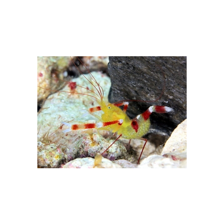 Stenopus zanzibaricus Krewetka boksująca
