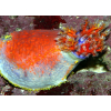 PSEUDOCOLOCHIRUS TRICOLOR  Strzykwa