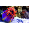 PSEUDOCOLOCHIRUS TRICOLOR  Strzykwa