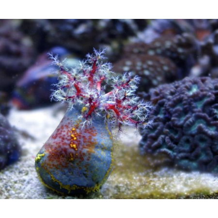 PSEUDOCOLOCHIRUS TRICOLOR  Strzykwa