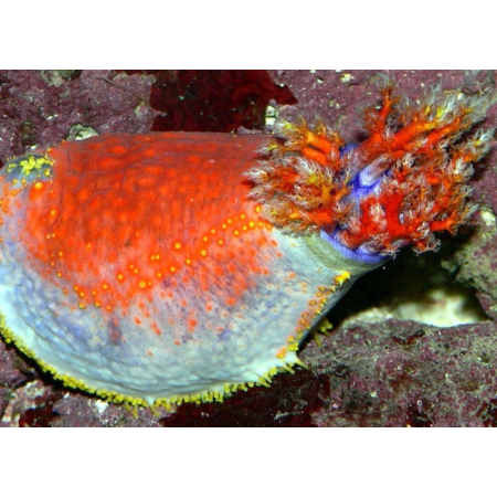 PSEUDOCOLOCHIRUS TRICOLOR  Strzykwa