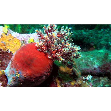 PSEUDOCOLOCHIRUS TRICOLOR  Strzykwa