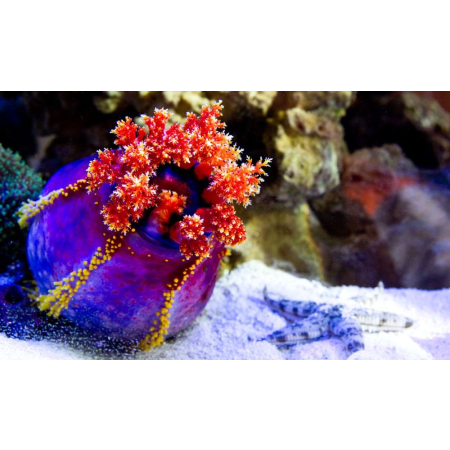PSEUDOCOLOCHIRUS TRICOLOR  Strzykwa
