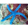 Linckia laevigata (Blue sea star) Rozgwiazda niebieska