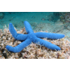Linckia laevigata (Blue sea star) Rozgwiazda niebieska