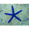 Linckia laevigata (Blue sea star) Rozgwiazda niebieska