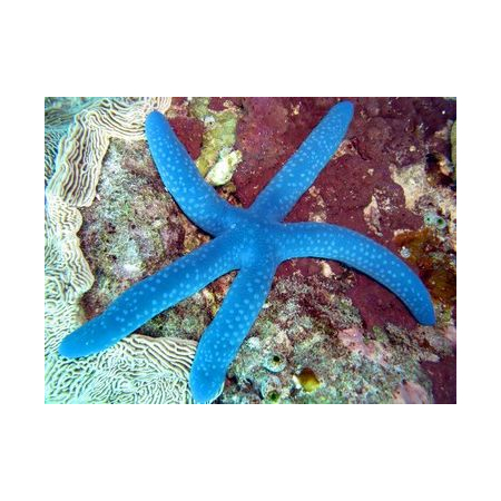 Linckia laevigata (Blue sea star) Rozgwiazda niebieska