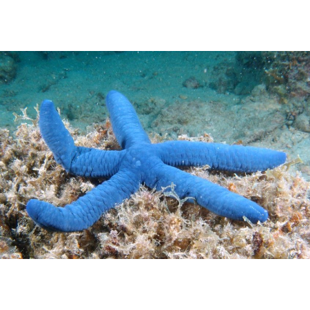 Linckia laevigata (Blue sea star) Rozgwiazda niebieska