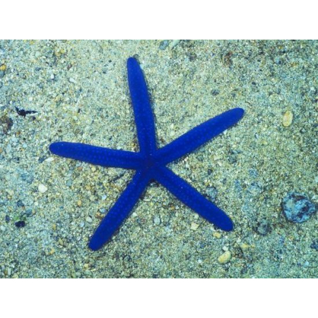 Linckia laevigata (Blue sea star) Rozgwiazda niebieska