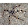 Ophiolepis superba - Wężowidło