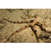 Ophiolepis superba - Wężowidło