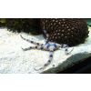 Ophiolepis superba - Wężowidło