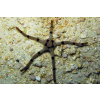 Ophiolepis superba - Wężowidło