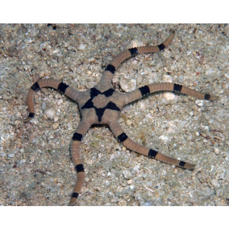 Ophiolepis superba - Wężowidło