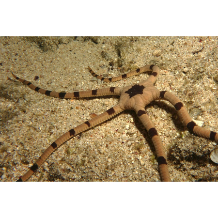 Ophiolepis superba - Wężowidło