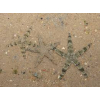 ARCHASTER TYPICUS - Rozgwiazda Piaskowa