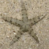 ARCHASTER TYPICUS - Rozgwiazda Piaskowa