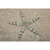 ARCHASTER TYPICUS - Rozgwiazda Piaskowa