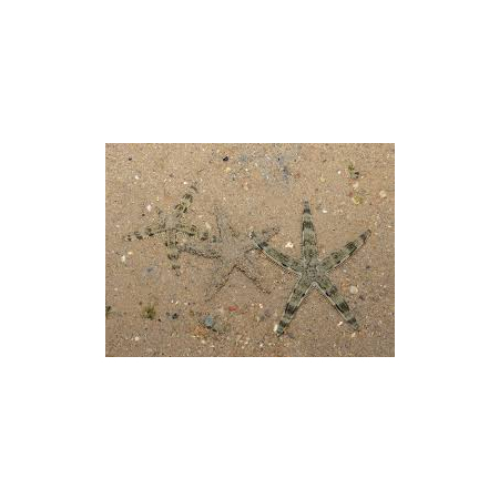ARCHASTER TYPICUS - Rozgwiazda Piaskowa