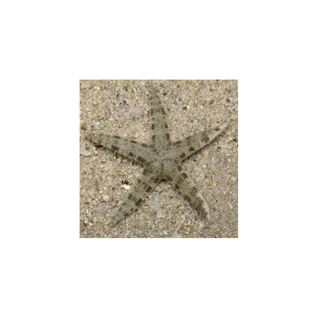 ARCHASTER TYPICUS - Rozgwiazda Piaskowa