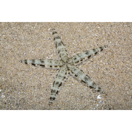 ARCHASTER TYPICUS - Rozgwiazda Piaskowa