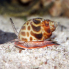 BABYLONIA LUTOSA - do piasku
