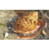 BABYLONIA LUTOSA - do piasku