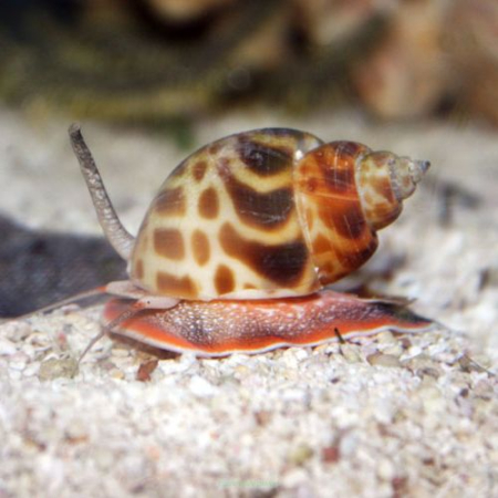 BABYLONIA LUTOSA - do piasku