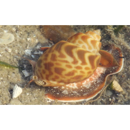 BABYLONIA LUTOSA - do piasku